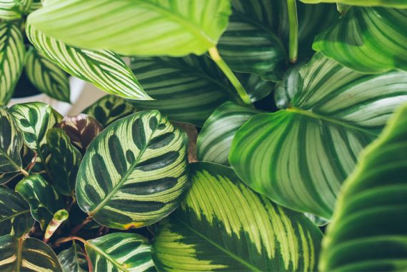 dracena surculosa Dracaena surculosa 